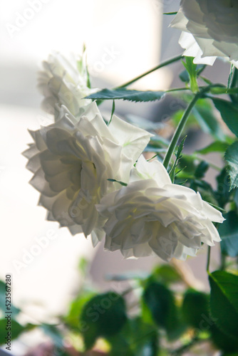Flowers with beautiful white petals. White flowers. Home plants.