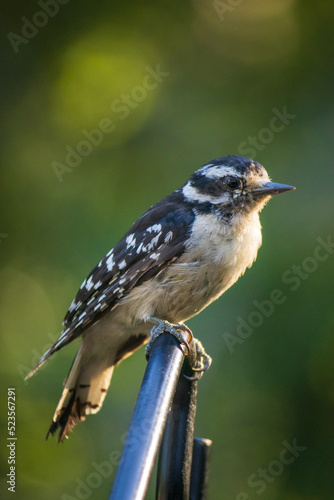 spotted downy woodpecker