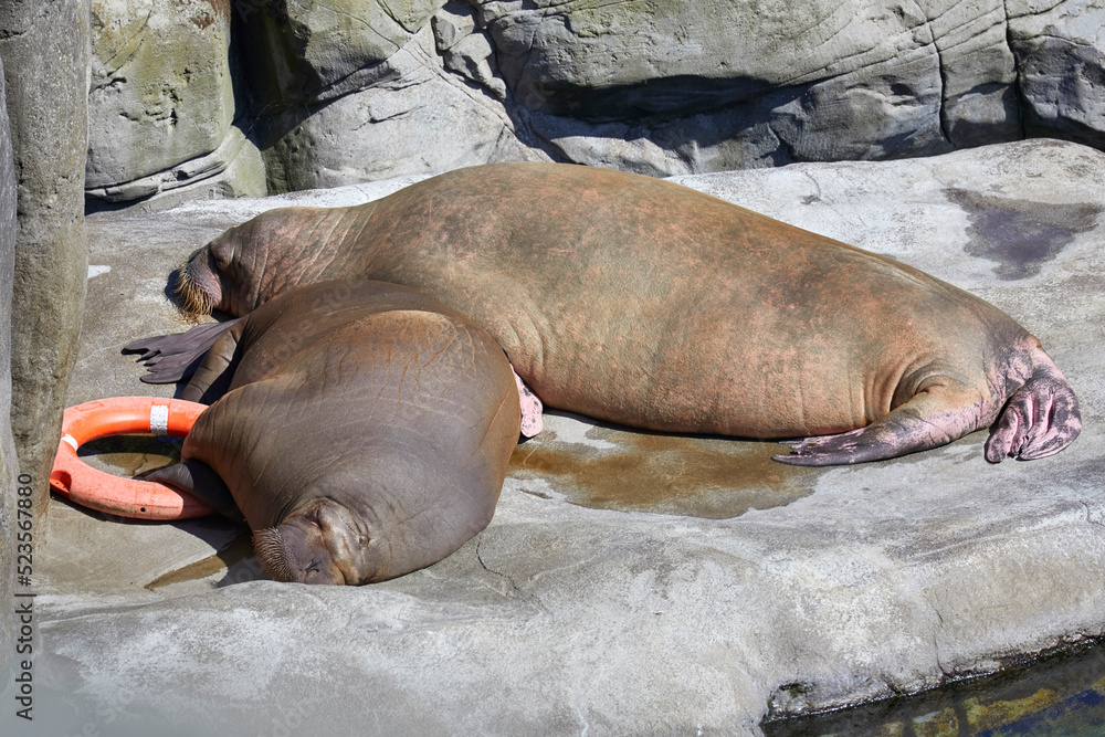 Pacific walrus dozing on land, (Odobenus rosmarus) Pacific walrus dozing on land, (Odobenus rosmarus)