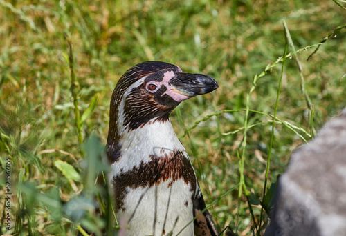 Fotografija Close-up of a curious spectacled penguin,(Spheniscus demersus,)