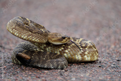 Black-tailed Rattlesnake - rare and gorgeous