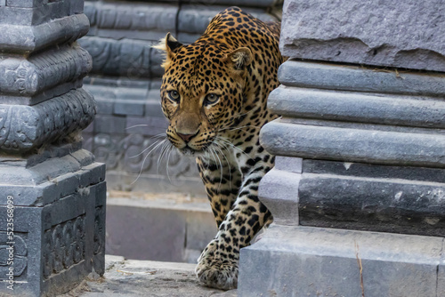 Javan leopard - Panthera pardus melas