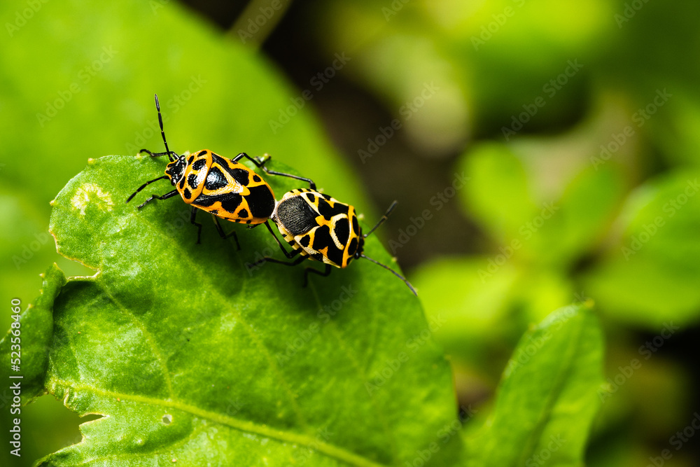 Macro Close up A small yellow beetle with black spots on its back mating on the green leaf Macro Close up A small yellow beetle with black spots on its back mating on the green leaf