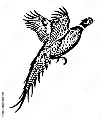 Pheasant bird