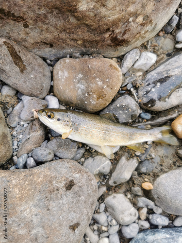 fish on the rocks