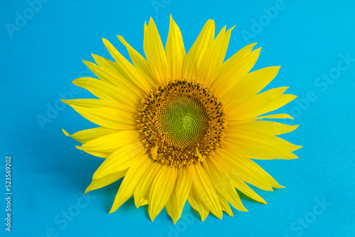 Closeup on sunflower in center of the blue background