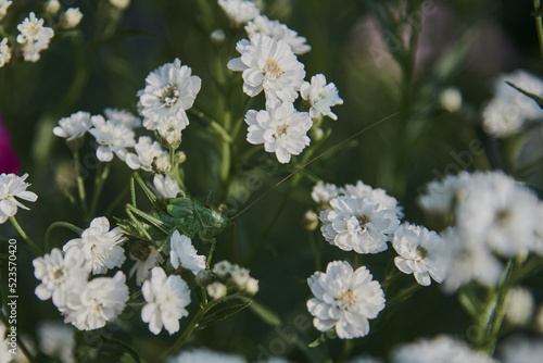 Full frame blooming gypsophila. Green locusts sit on white flowers.