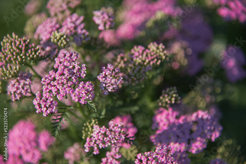 Bright pink yarrow on a dark blurry background. Medicinal flowering herbs.Selective focus.