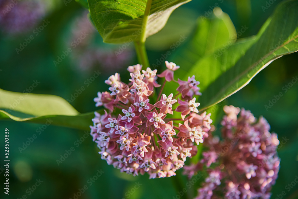 Close-up of asclepias flowers on a blurry background of green foliage. Floral background, copy space, design. Selective focus. Close-up of asclepias flowers on a blurry background of green foliage. Floral background, copy space, design. Selective focus.