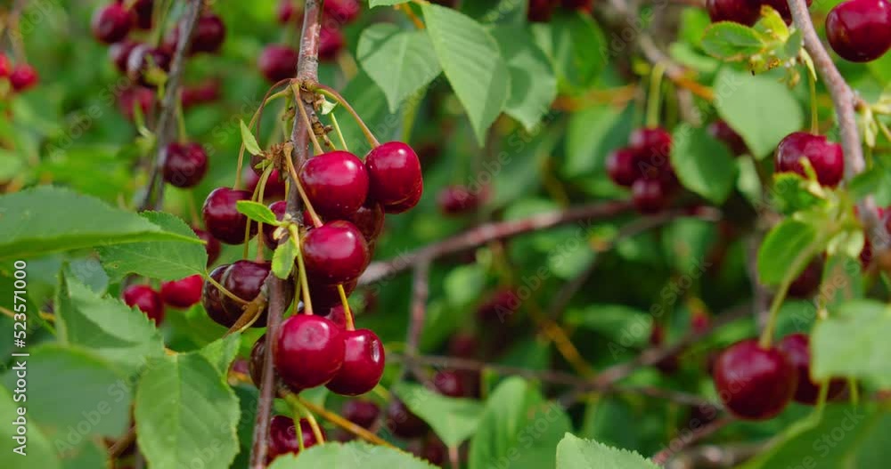 Sour cherry on tree, ready for harvest. Close-up. Red ripe berry on branch, tasty fruits sway on wind. Plantation, cultivation. Agriculture bussines. Sour cherry on tree, ready for harvest. Close-up. Red ripe berry on branch, tasty fruits sway on wind. Plantation, cultivation. Agriculture bussines.