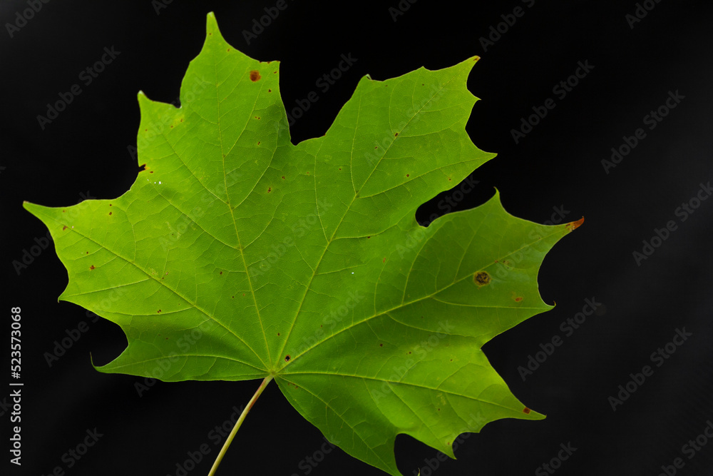 Photographies Macro de feuilles d’arbres après les grandes chaleurs. Photographies Macro de feuilles d’arbres après les grandes chaleurs.