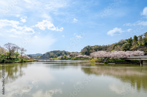 佐久間ダム湖の桜