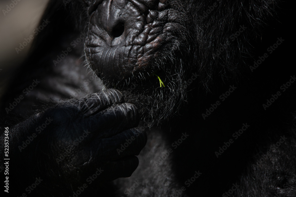 Fototapeta premium Detail of the hands of a chimpanzee eating a leaf in the dark