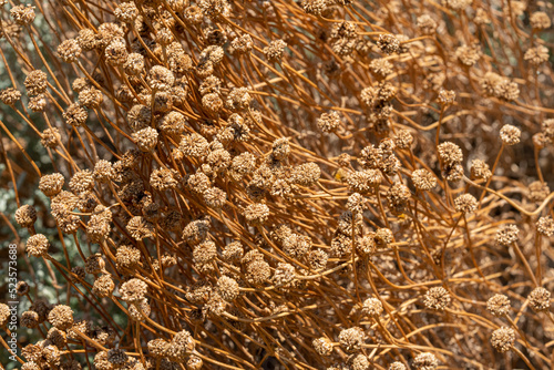 Fleurs de santoline séchées photo