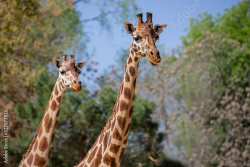 Face portrait of two adult african giraffes with grass background