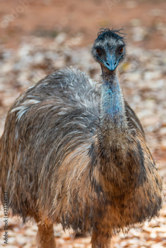 African ostrich standing an...