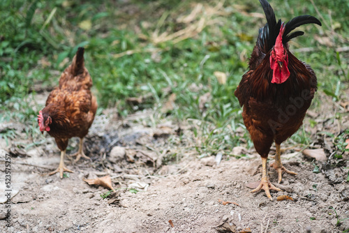 Hen flying and picking on g...