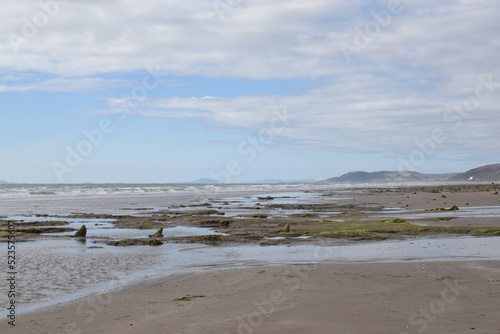 the remains of the petrified forest on Borth beach during low tide