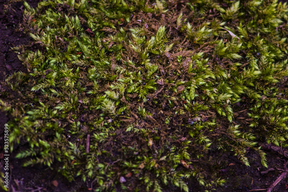 green moss background green moss background
