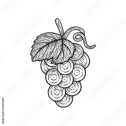 Bunch of grapes hand drawn vector illustration. Grape and vine drawing. Grape logo design. Part of set.