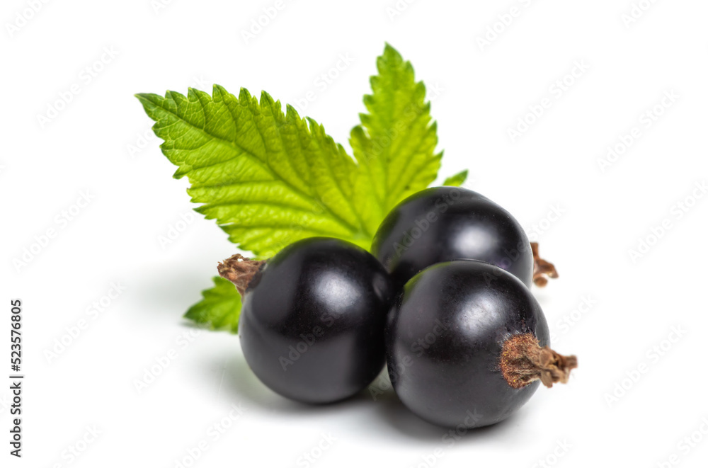 Black currant with leaves isolated. close up Black currant with leaves isolated. close up
