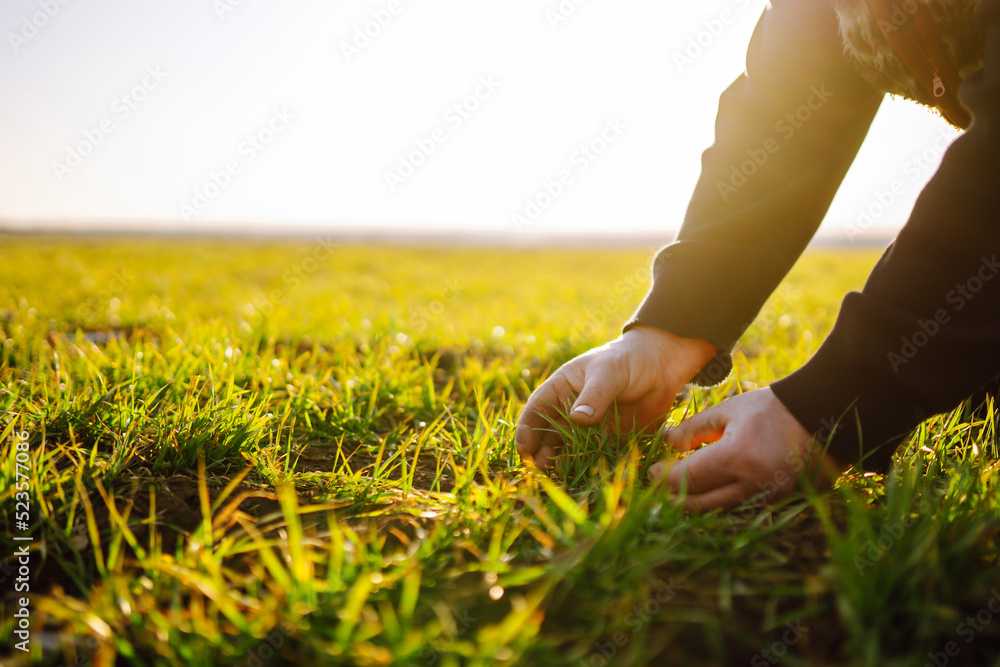Young Green wheat seedlings in the hands of a farmer. The concept of the agricultural business. Young Green wheat seedlings in the hands of a farmer. The concept of the agricultural business.