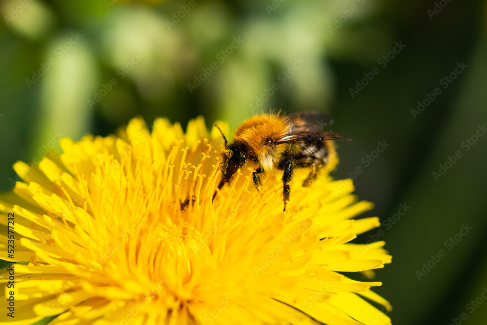 Bee is pollinating the dandelion and collects the nectar. Bee is pollinating the dandelion and collects the nectar.