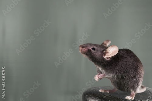 Young wild rat in an aggressive mood.