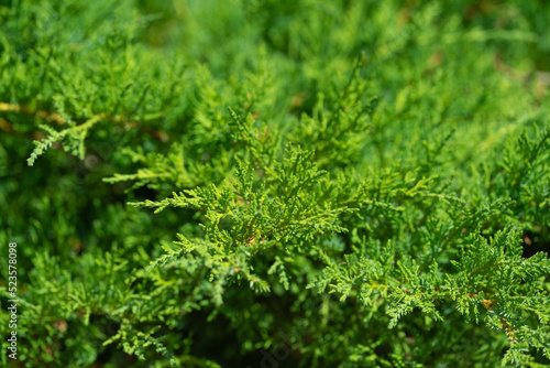dense foliage and branches of thuja, a plant pattern for the background