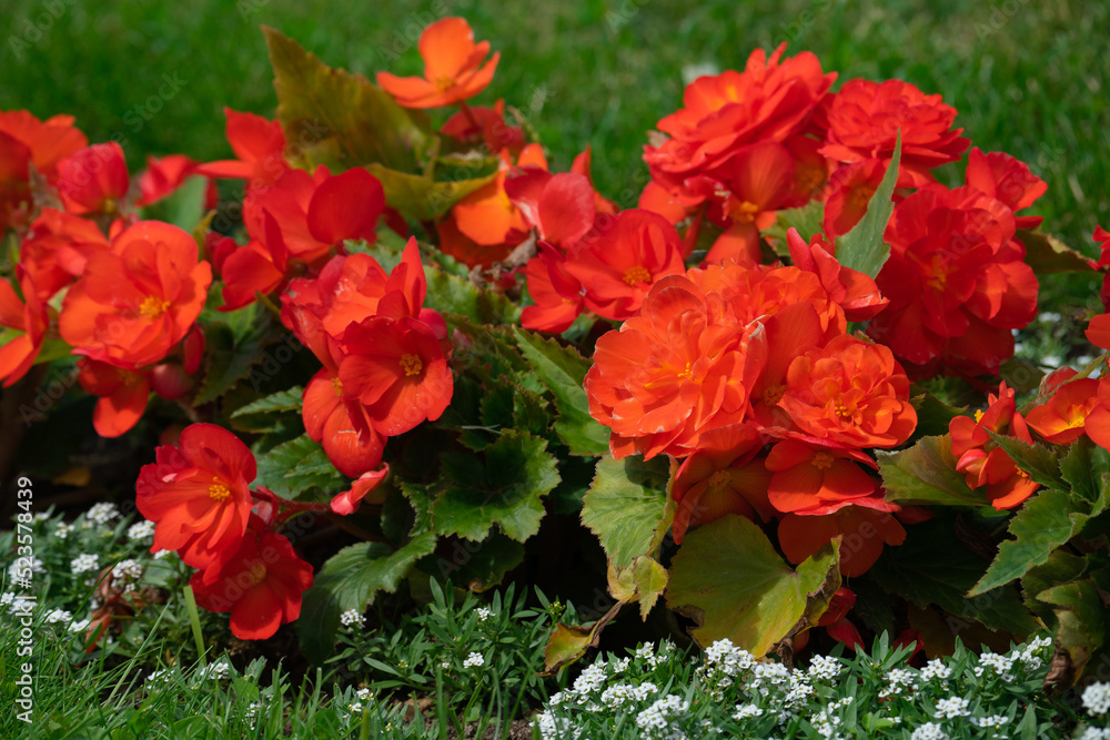 blooming multi-colored begonia in a flower bed