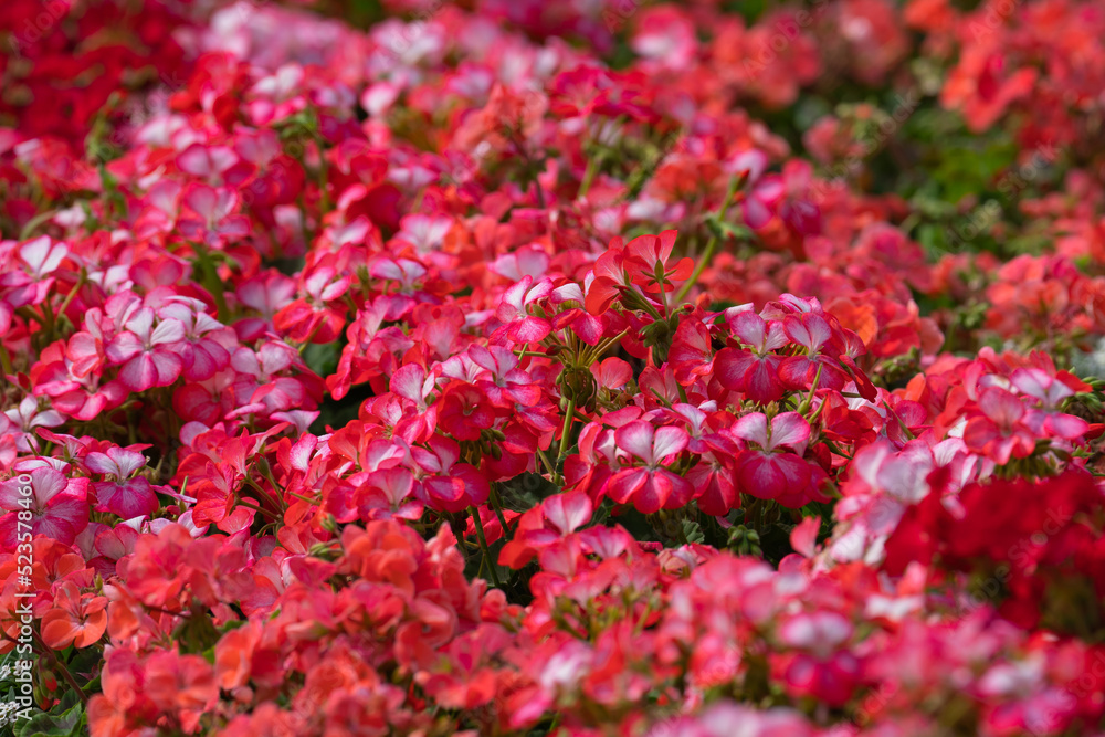 flowering bushes of red and white geraniums in a flower bed, landscape design flowering bushes of red and white geraniums in a flower bed, landscape design