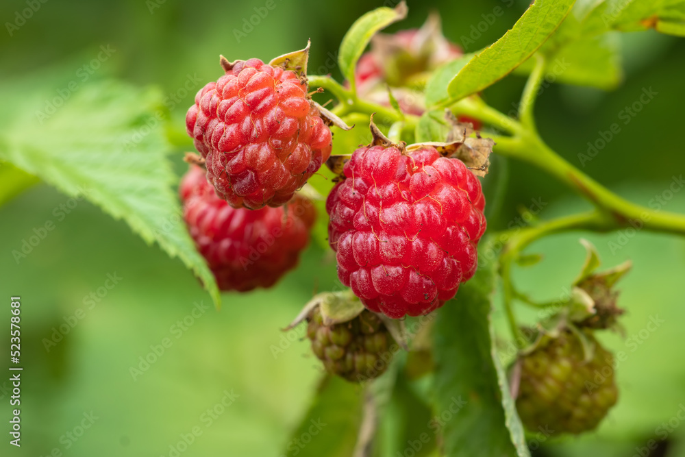 branch of ripe raspberries in a garden