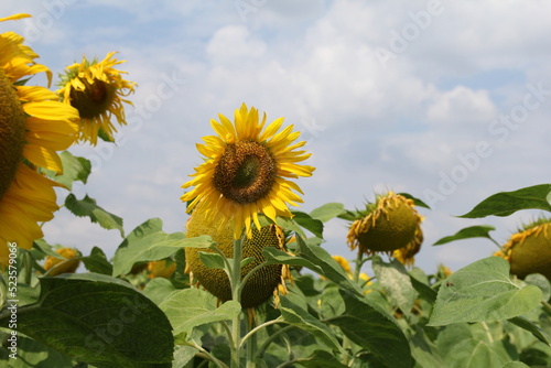 beautiful sunflowers with green leaves and a blue sky with clouds in the background in a field margin in holland in summer for flora and fauna photo