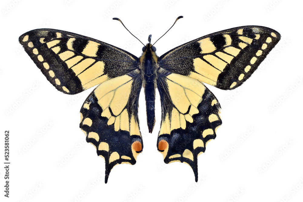Old world swallowtail butterfly on transparent background