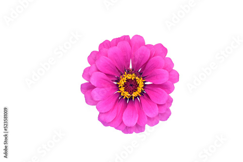 Purple Zinnia flower head on transparent background © Soru Epotok
