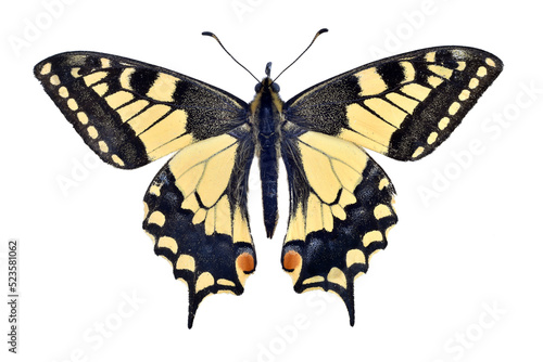 Old world swallowtail butterfly on transparent background