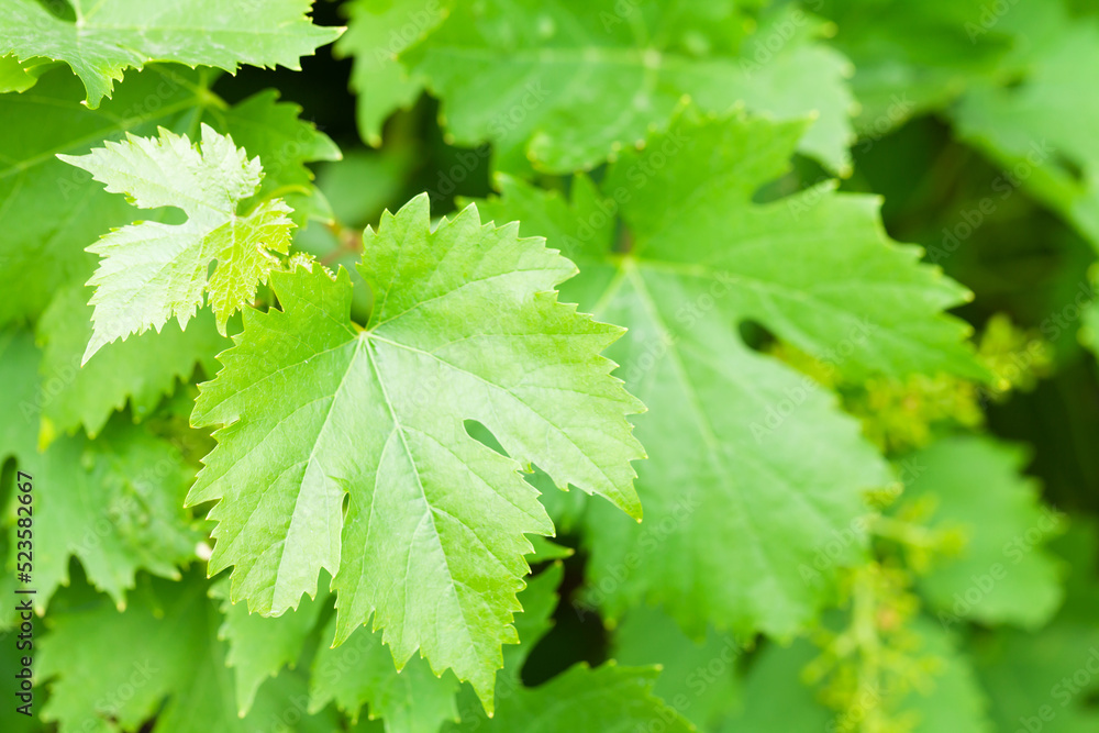 Vine growing in vineyard. Grape leaves Vine growing in vineyard. Grape leaves