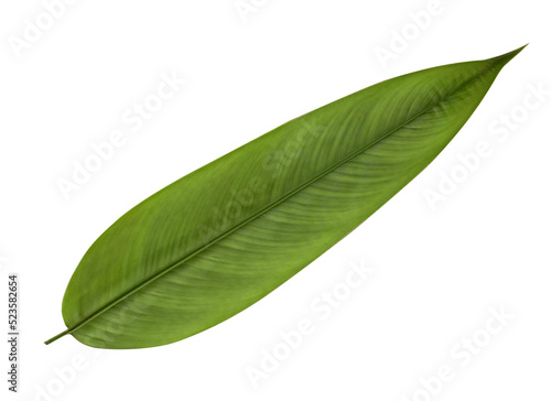 leaf on white background.Top view. Clipping path