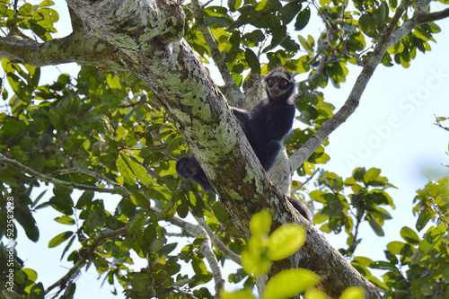 A female white-whiskered spider monkey (Ateles marginatus) with her infant on a tree branch in the Amazon rainforest