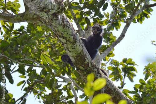 A female white-whiskered spider monkey (Ateles marginatus) with her infant on a tree branch in the Amazon rainforest © Philip - Monkey 17