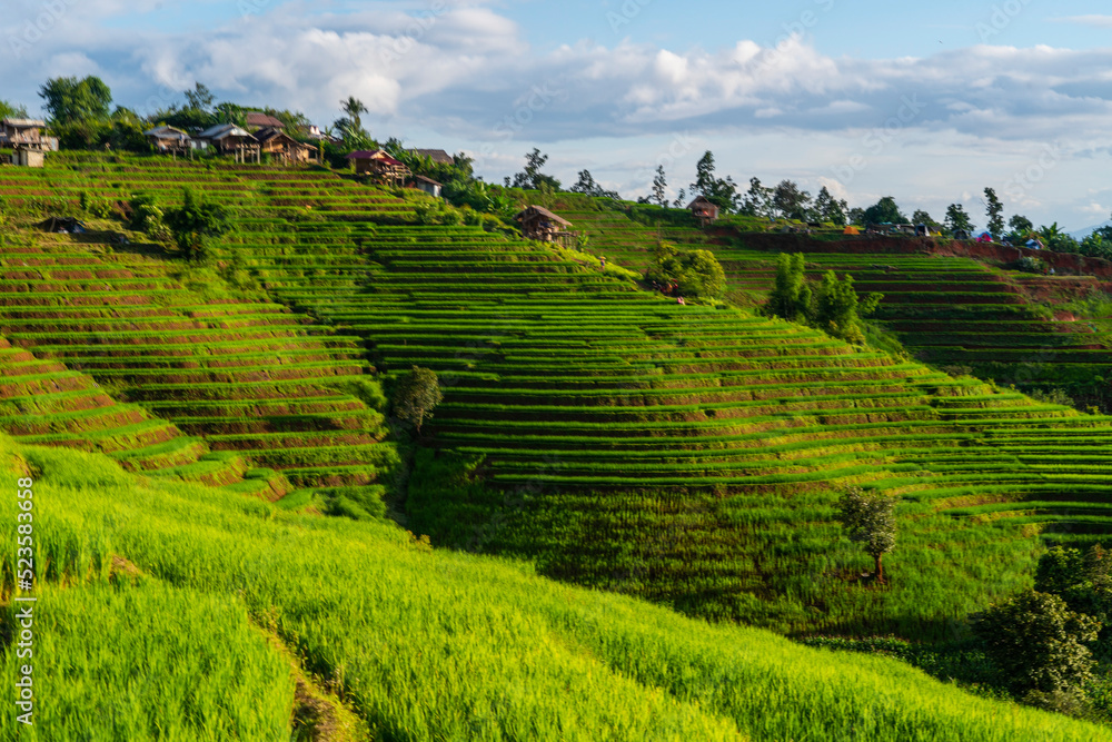 Rice fields on hills, terraced rice fields, houses in the midst of nature, a tourist destination, a tourist destination in northern Thailand.