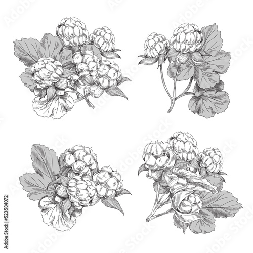 Cloudberry vintage compositions with berries, vector illustration isolated.