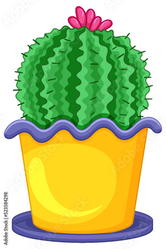 Cactus in a pot isolated