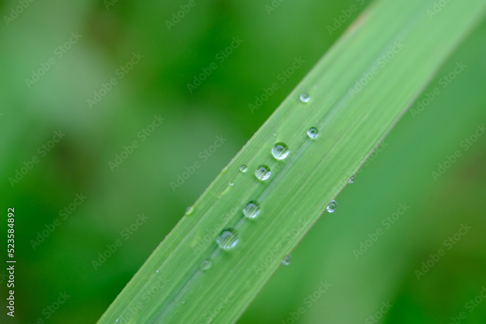 Naklejka premium Rain Droplets on Grass