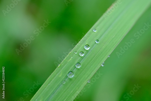Rain Droplets on Grass