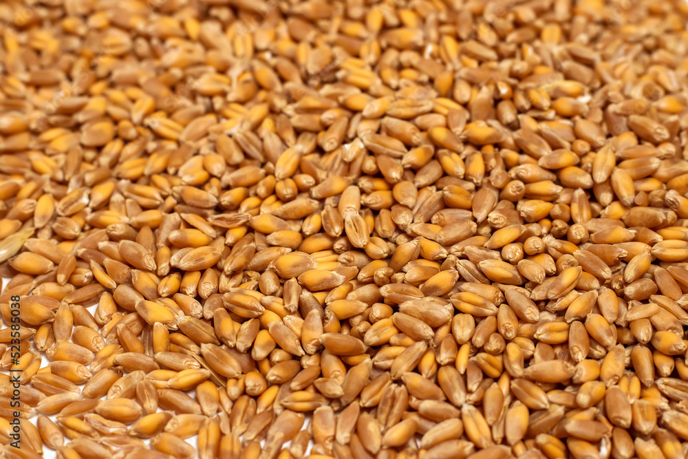 Background of hard red winter wheat grain Background of hard red winter wheat grain