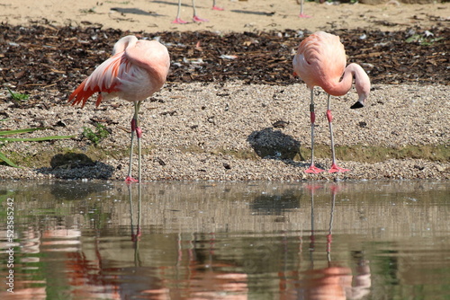 Pink Flamingos using their very long necks to drink water and eat from a lake. This was taken during exceptionally hot weather and a heatwave at a nature reserve.