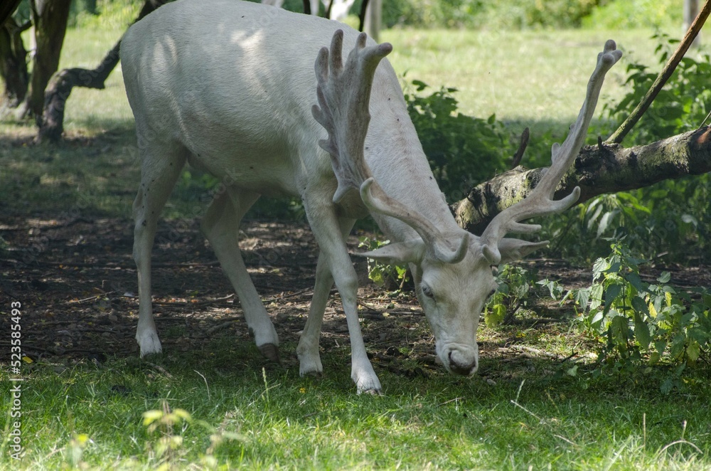 Naklejka premium white fallow deer is grazing in the meadow