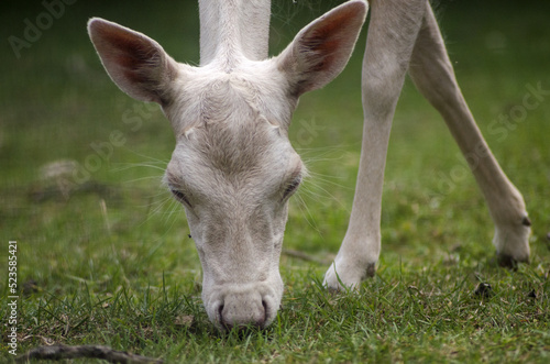 white fallow deer is grazing on the meadow
