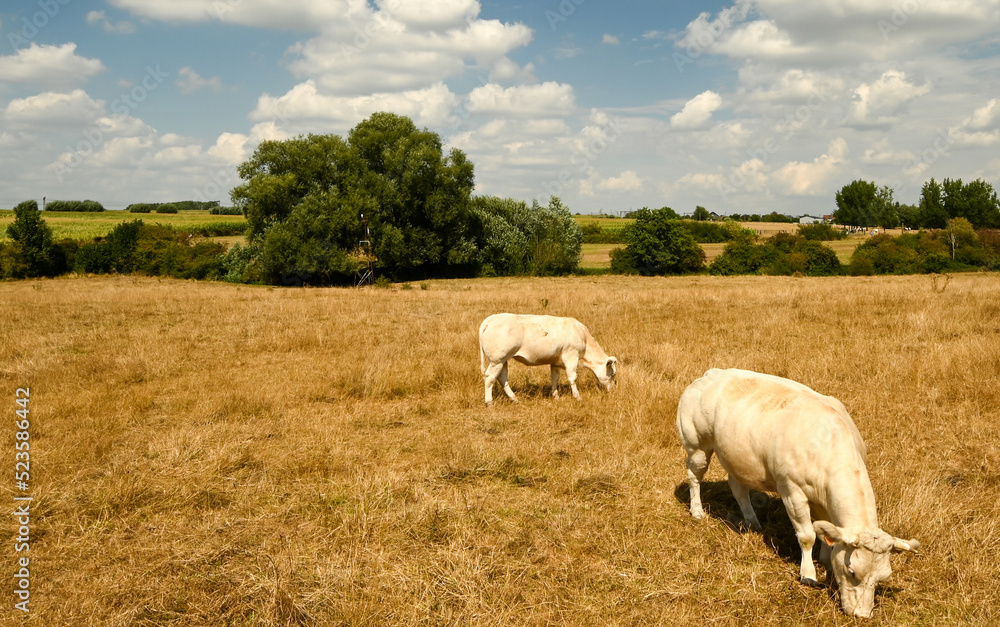 Cows grazing dry grass in a meadow, Belgium